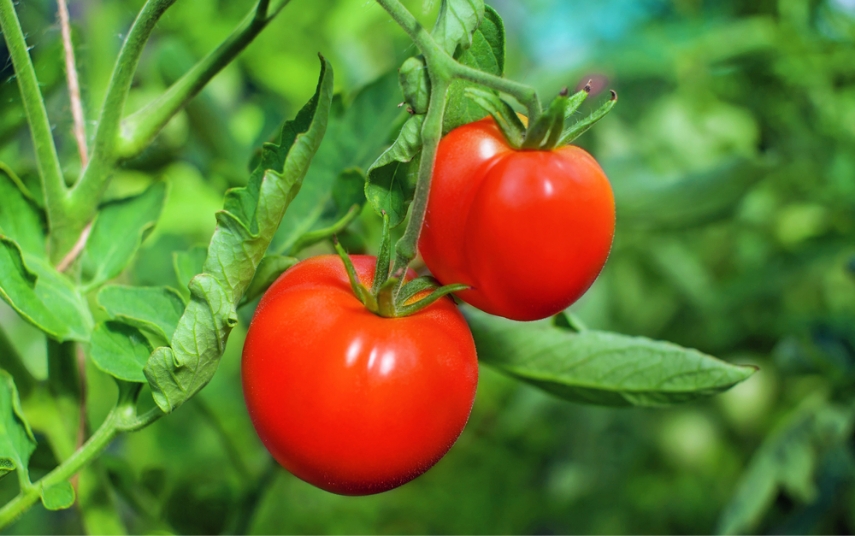 למה עגבנייה היא הרבה מעבר לחומר גלם?